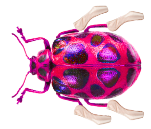 zuk2